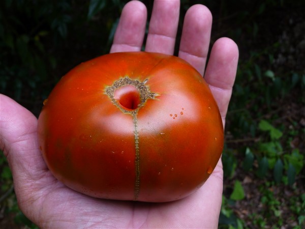 Web 2014-08-04-10 Organic Heirloom Tomato 003.jpg